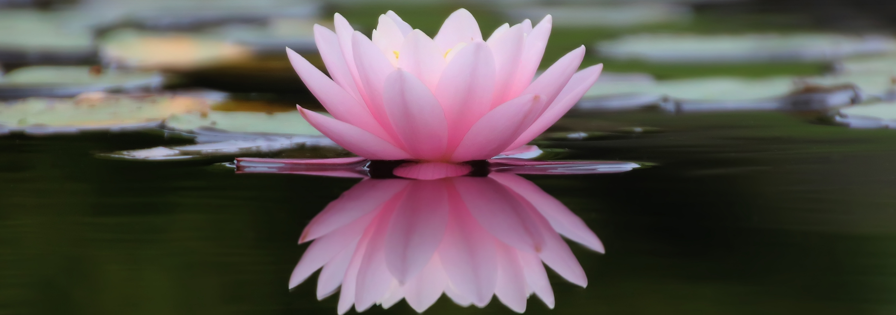 A pink water lily on still water